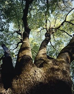 Oak Tree Prints: CTF-0616