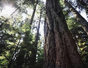Old Growth Prints: CTF-1052