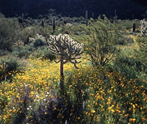 Teddy Bear Cholla Prints: CTF-1053