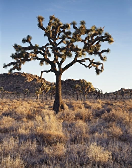 Joshua Tree Prints: CTF-305