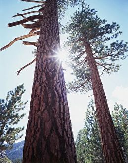 Old Growth Prints: CTF-318