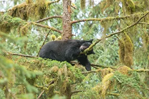 Safety Prints: Cub resting in a tree next to Anan Creek