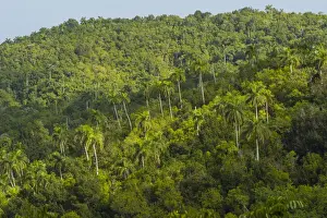 Cuba. Artemisa. Las Terrazas. UNESCO biosphere preserve and eco-community in
