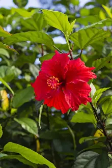 Cuba. Artemisa. Las Terrazas. UNESCO Biosphere Preserve and eco-community in the Rosario mountains