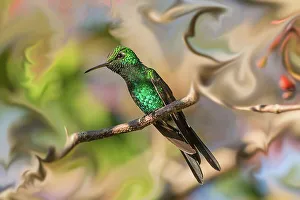 Janet Muir Prints: Cuba. An artistic rendering of a bee hummingbird