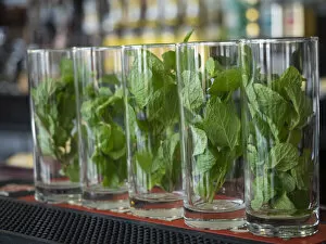 Food & Beverage Collection: Cuba, Havana, mint in glasses on bar, before Mojito cocktails are mixed