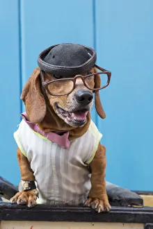 Images Dated 30th April 2017: Cuba, Havana, Old Havana. Dog in costume