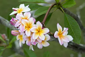 Havana Prints: Cuba, Havana. Raindrops on Plumeria blossoms