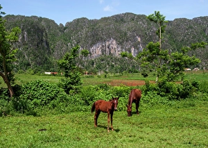 Images Dated 8th April 2024: Cuba. Horses graze near a tobacco field in Cuba