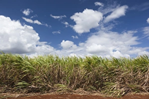 Communist Prints: Cuba, Matanzas Province, Jaguey Grande, sugar cane field