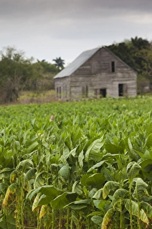 Images Dated 6th March 2012: Cuba, Pinar del Rio Province, San Luis, Cuban tobacco plantation