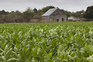 Images Dated 6th March 2012: Cuba, Pinar del Rio Province, San Luis, Cuban tobacco plantation