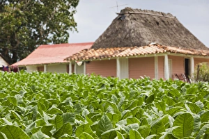 Images Dated 6th March 2012: Cuba, Pinar del Rio Province, Vinales, small tobacco plantation