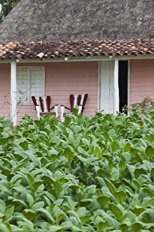 Communist Prints: Cuba, Pinar del Rio Province, Vinales, small tobacco plantation
