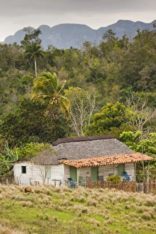 Images Dated 6th March 2012: Cuba, Pinar del Rio Province, Vinales, Vinales Valley, valley farm