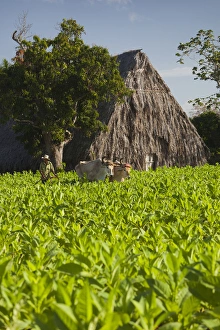 Images Dated 7th March 2012: Cuba, Pinar del Rio Province, Vinales, Vinales Valley, tobacco plantation, morning