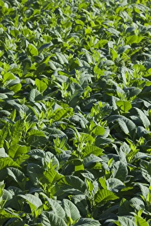 Images Dated 7th March 2012: Cuba, Pinar del Rio Province, Vinales, Vinales Valley, tobacco plantation, morning