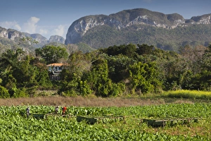 Images Dated 7th March 2012: Cuba, Pinar del Rio Province, Vinales, Vinales Valley, tobacco plantation, morning