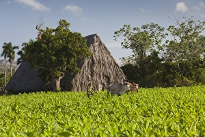 Images Dated 7th March 2012: Cuba, Pinar del Rio Province, Vinales, Vinales Valley, tobacco plantation, morning