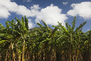 Images Dated 7th March 2012: Cuba, Pinar del Rio Province, Vinales, Vinales Valley, palm plantation