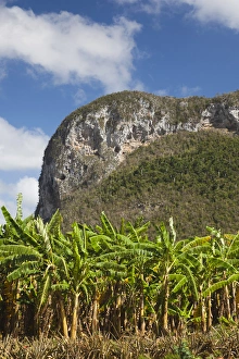 Images Dated 7th March 2012: Cuba, Pinar del Rio Province, Vinales, Vinales Valley, palm plantation