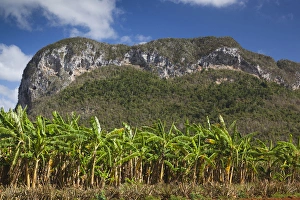 Images Dated 7th March 2012: Cuba, Pinar del Rio Province, Vinales, Vinales Valley, palm plantation