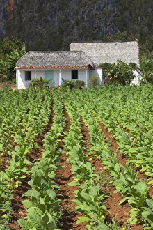 Images Dated 7th March 2012: Cuba, Pinar del Rio Province, Vinales, Vinales Valley, tobacco plantation