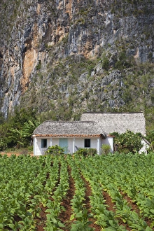 Images Dated 7th March 2012: Cuba, Pinar del Rio Province, Vinales, Vinales Valley, tobacco plantation