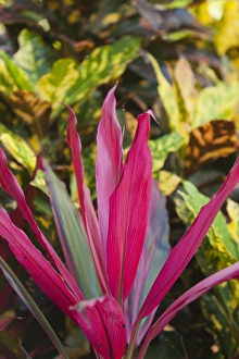 Images Dated 7th March 2012: Cuba, Pinar del Rio Province, Vinales