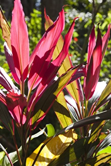 Images Dated 7th March 2012: Cuba, Pinar del Rio Province, Vinales