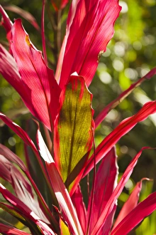 Images Dated 7th March 2012: Cuba, Pinar del Rio Province, Vinales