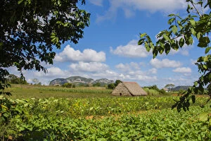 Cuba. Pinar del Rio. Vinales. Barn surrounded by tobacco fields