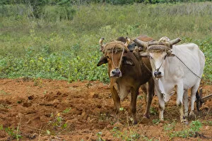 Cuba Collection: Cuba. Pinar del Rio. Vinales. Oxen plowing a field
