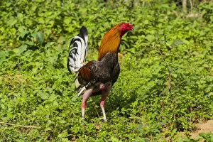 Cuba. Pinar del Rio. Vinales. Rooster