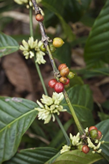 Images Dated 13th March 2012: Cuba, Sancti Spiritus Province, Trinidad-area, Topes de Collantes park, coffee plant