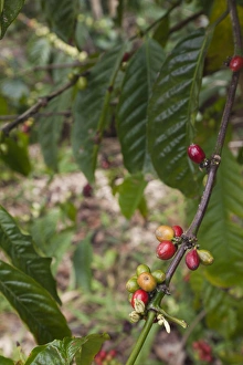 Images Dated 13th March 2012: Cuba, Sancti Spiritus Province, Trinidad-area, Topes de Collantes park, coffee plant