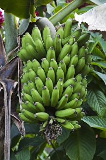 Images Dated 13th March 2012: Cuba, Sancti Spiritus Province, Trinidad-area, Topes de Collantes park, banana tree