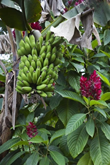 Images Dated 13th March 2012: Cuba, Sancti Spiritus Province, Trinidad-area, Topes de Collantes park, banana tree