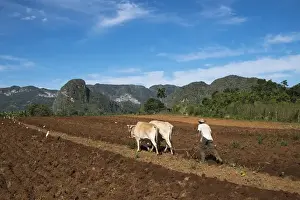 Tobacco Prints: Cuba, Vinales. A farmer plows his fields with traditional equipment includig brama cows