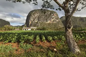Tobacco Prints: Cuba, Vinales. A field of tobacco grows on a farm beneath a mogote, a karst formation