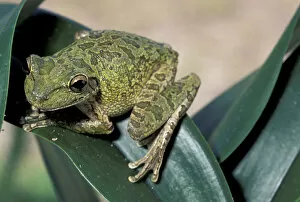 Cuban tree frog (Osteopilus septentrionalis)