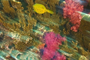 Scuba Diving Prints: Cube Boxfish (Ostacion cubicus)