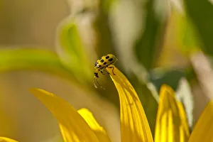 Images Dated 2022: Cucumber Beetle on sunflower
