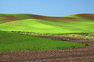 Rolling Prints: Cultivation Patterns, Palouse, Whitman County, Washington, USA