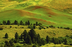 Rolling Prints: Cultivation Pattrens in the Palouse from Steptoe Butte