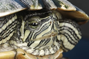 Images Dated 15th September 2005: Cumberland Slider closeup Trachemys scripta troostii Native to Cumberland