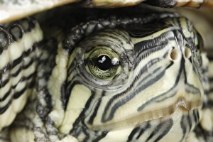 Images Dated 15th September 2005: Cumberland Slider (Trachemys scripta troostii) Native to Cumberland and Tennessee River