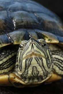 Images Dated 15th September 2005: Cumberland Slider (Trachemys scripta troostii) Native to Cumberland and Tennessee River
