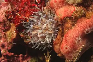 Sulawesi Prints: cup coral, Scuba Diving at Tukang Besi / Wakatobi Archipelago Marine Preserve