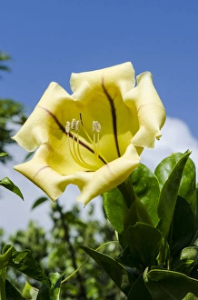 Hawaii Prints: Cup of gold (Solandra maxima) Na `Aina Kai Botanical Gardens & Sculpture Park, Kauai